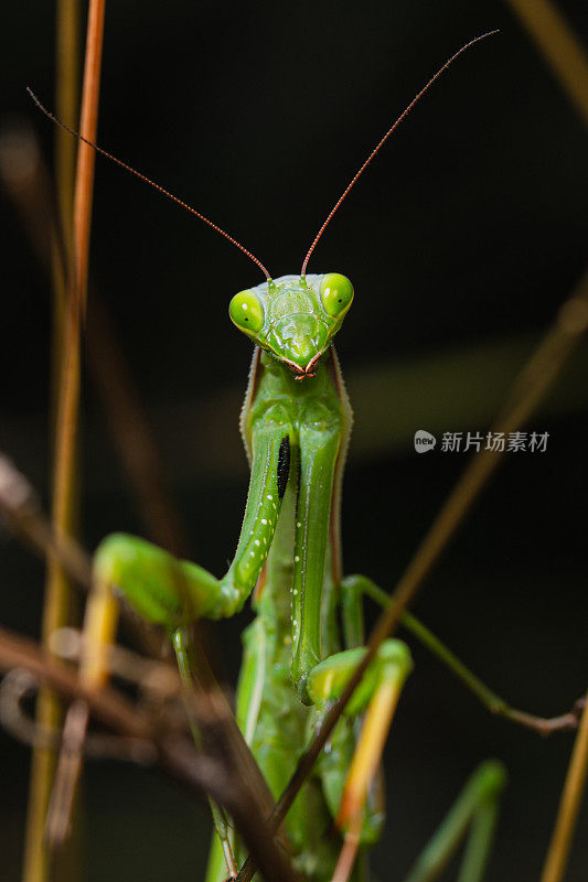 成年绿色雄性螳螂(Mantis religiosa)肖像